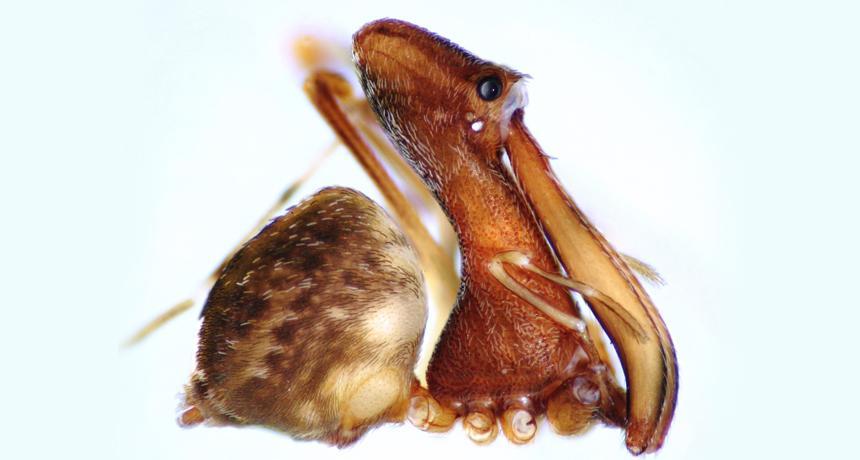 011118 DG pelican-spider main