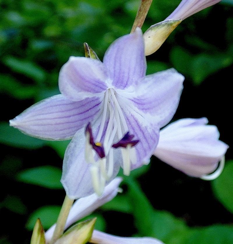  KK 6329  Hosta