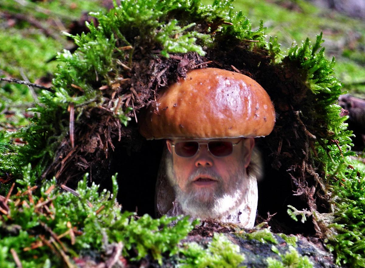 DonFungi Pilz