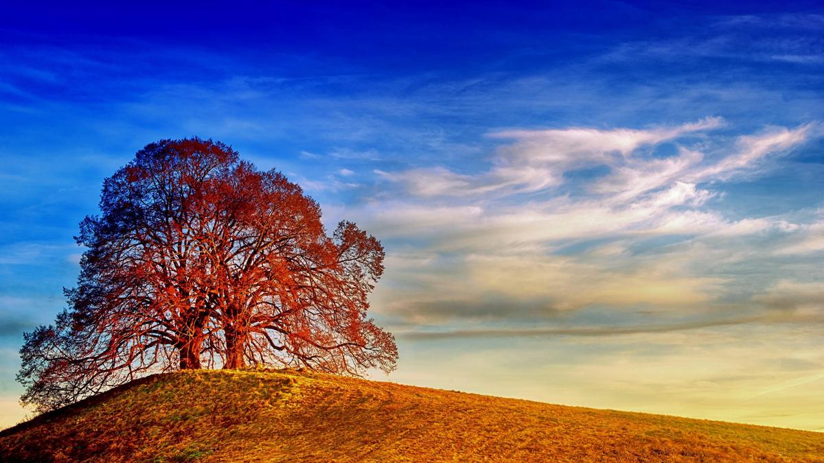 Herbst Baum auf der Wiese mit Sonne