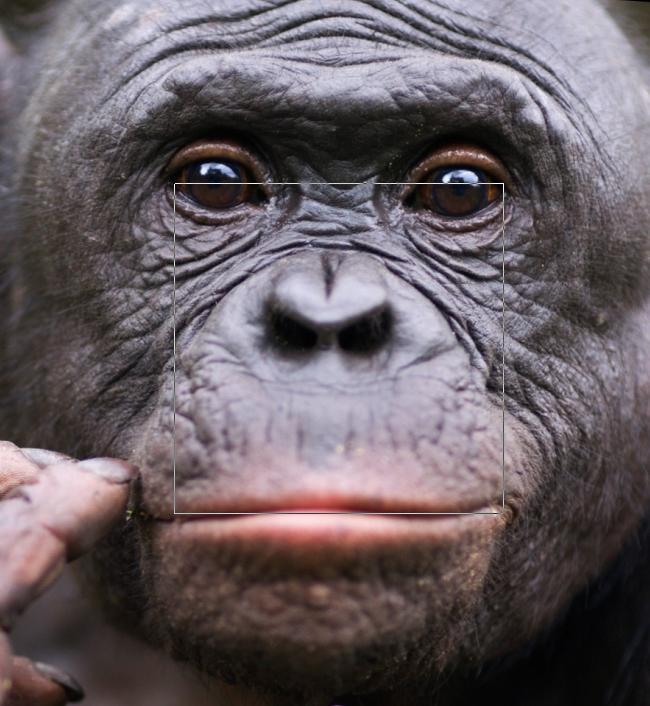 BigfootFaceProporz004Bonobo1000