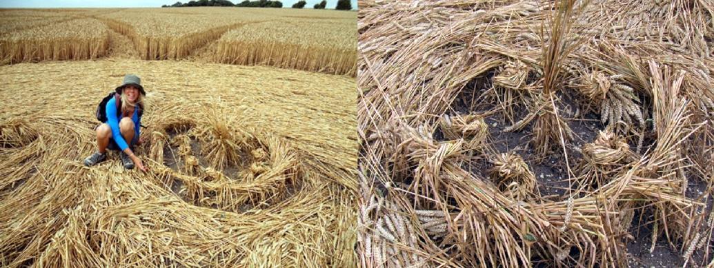 Crop CIrcle Windmill Hill 201000 UK