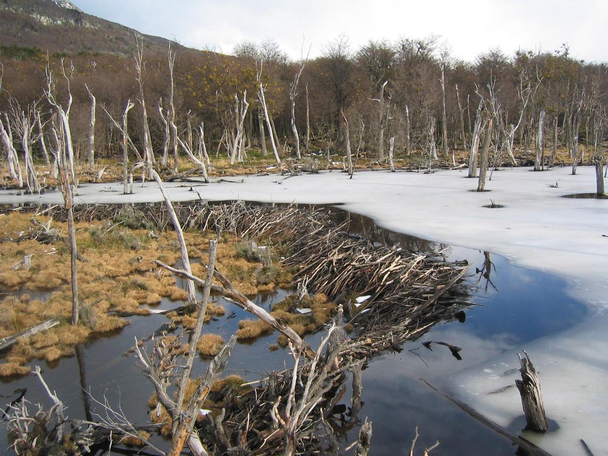 Beaver dam in Tierra del Fuego