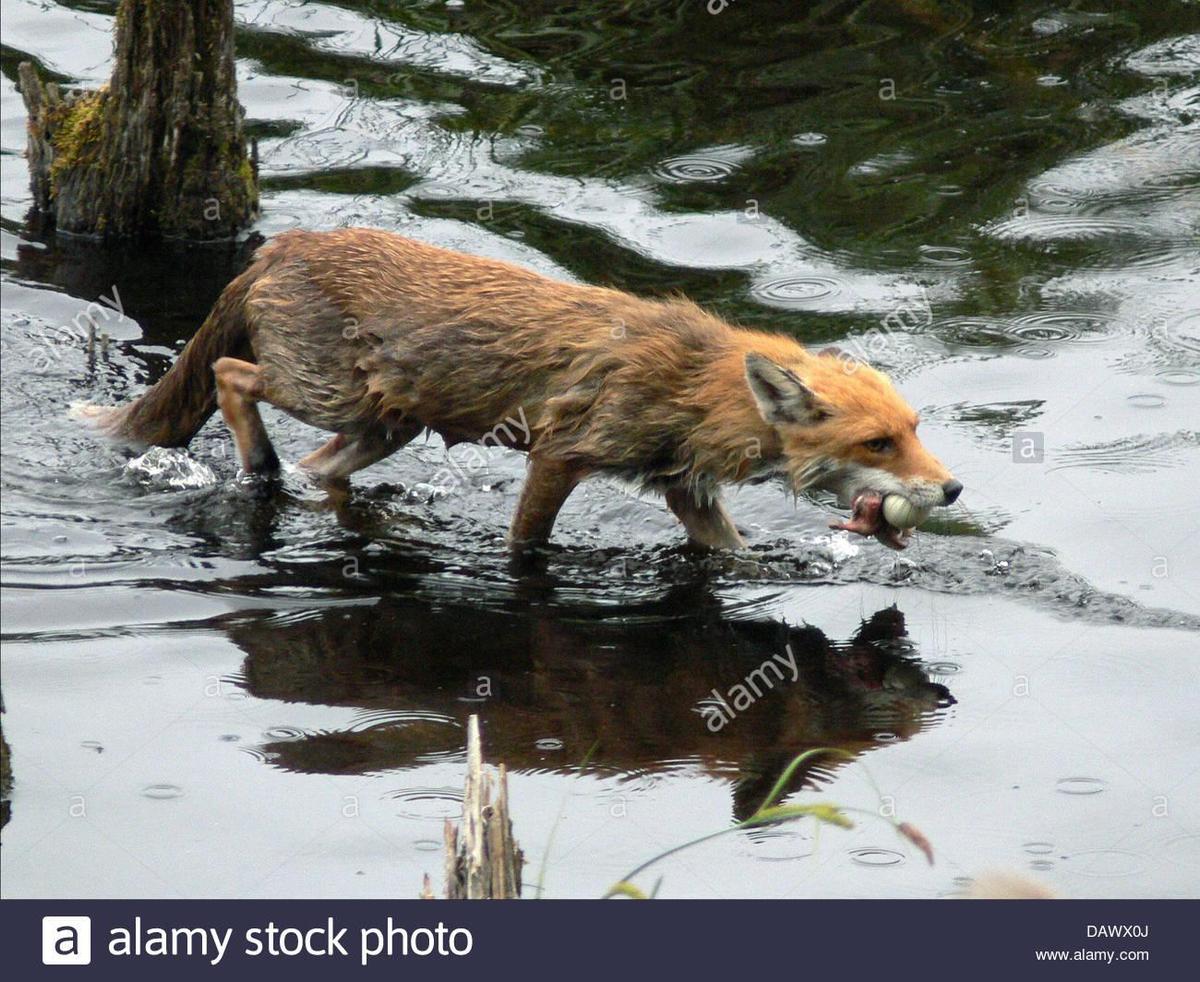 ein-nasser-aber-erfolgreiche-fuchs-verla