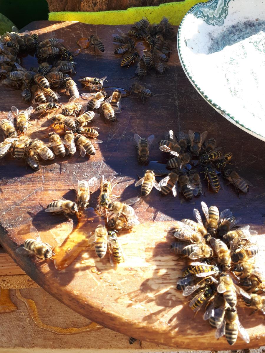 bienen2