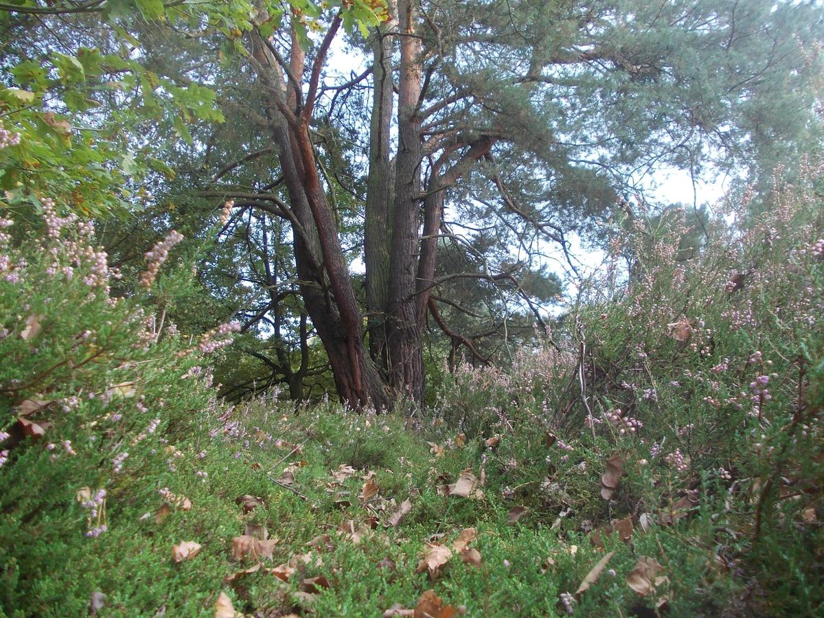 DSCN4066