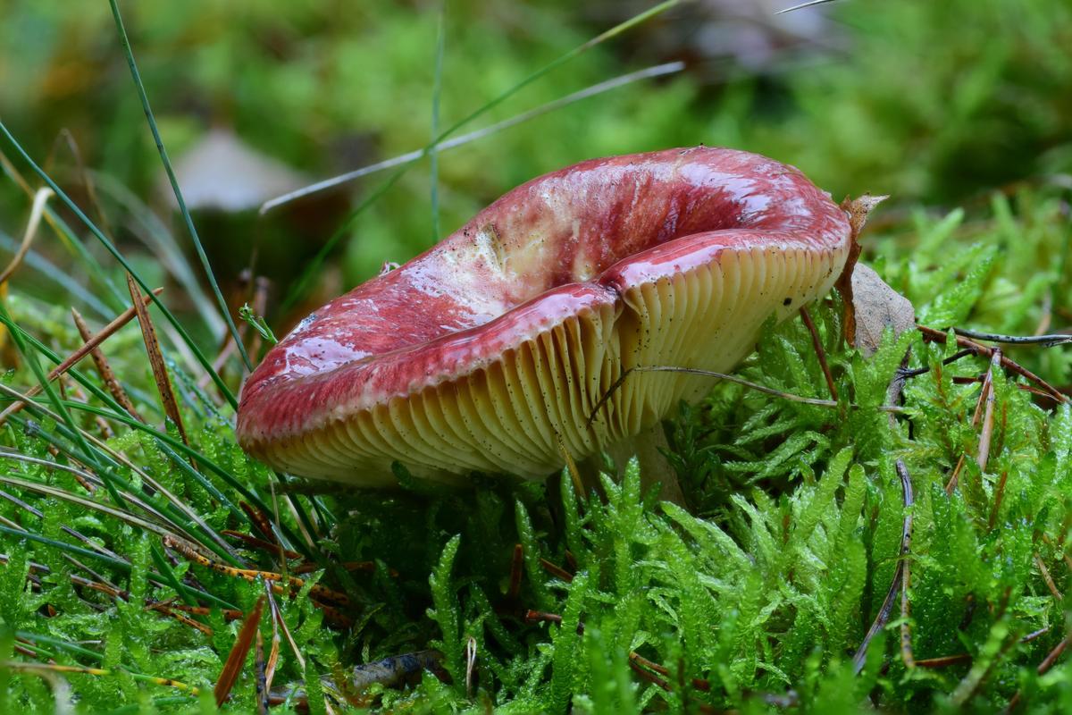 Russula xerampelina 01