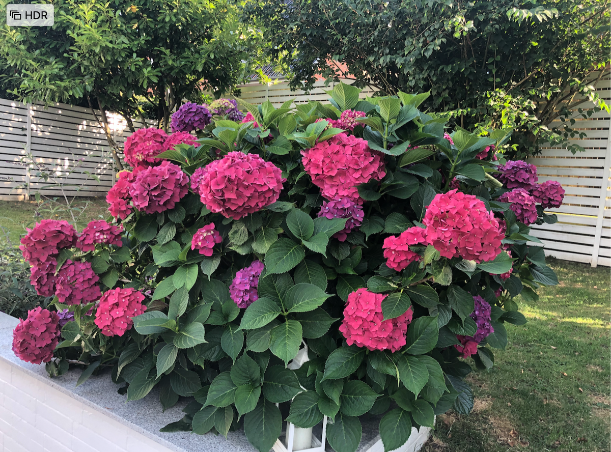 Blumen4