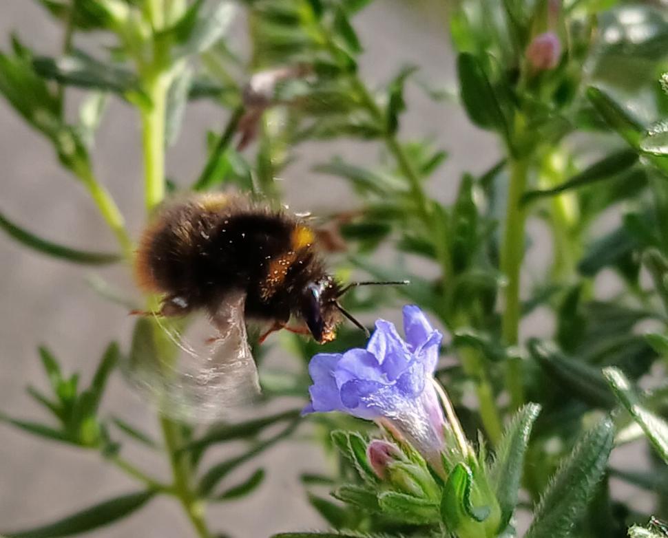 20250602 Wildbiene i. Anflug