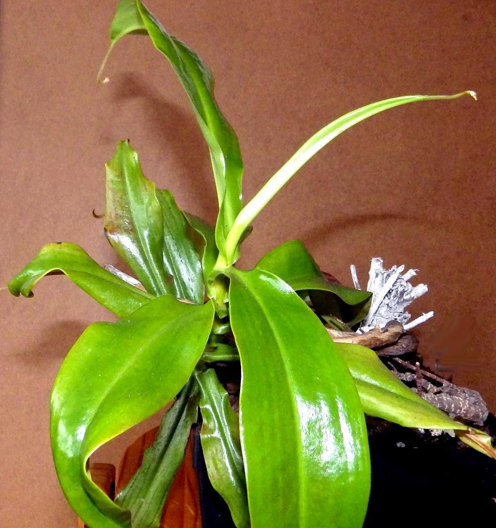 IMGP0977