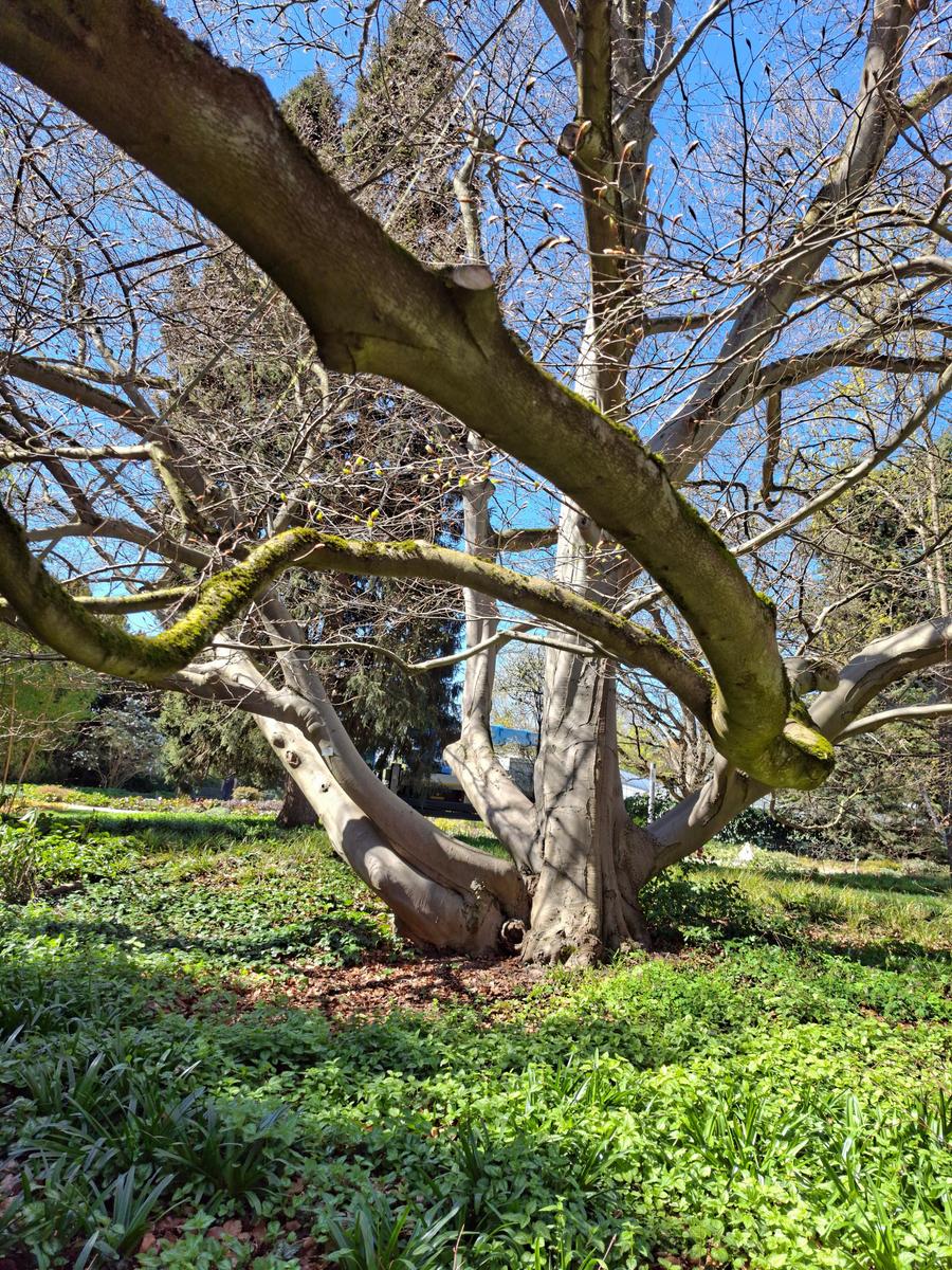 Palmengarten 067