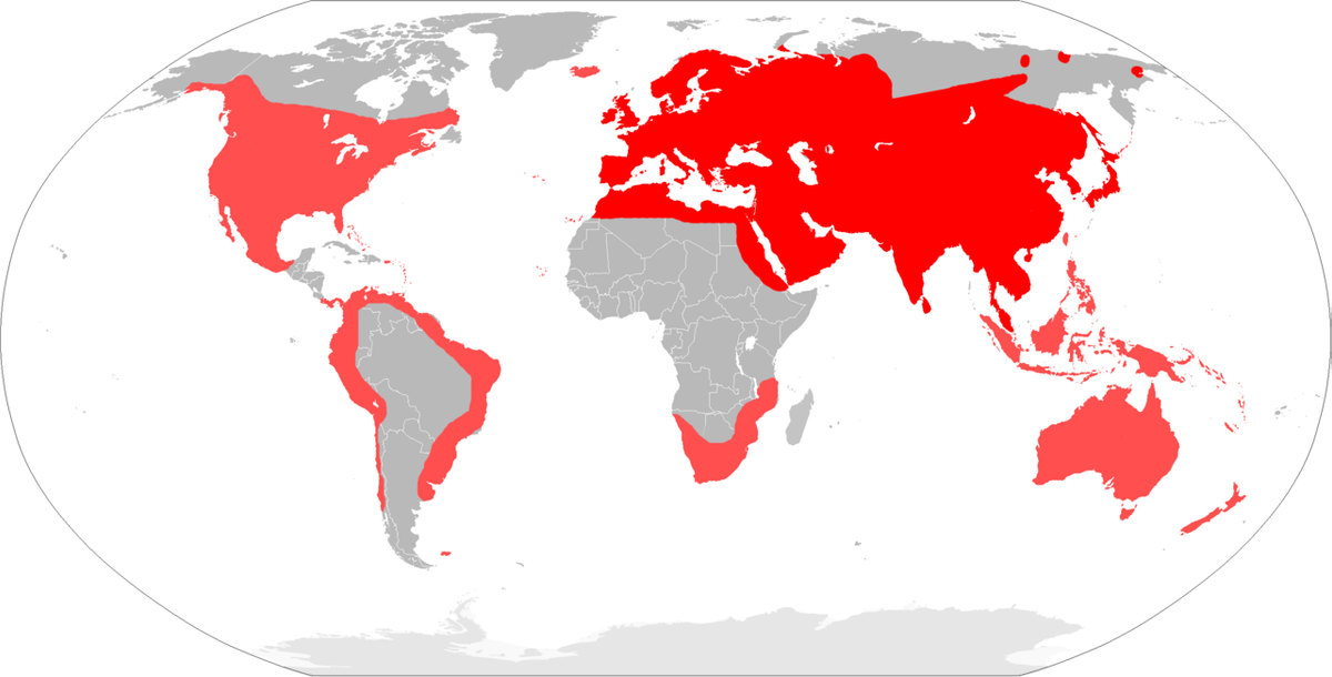 1280px-Mapa Mus musculus