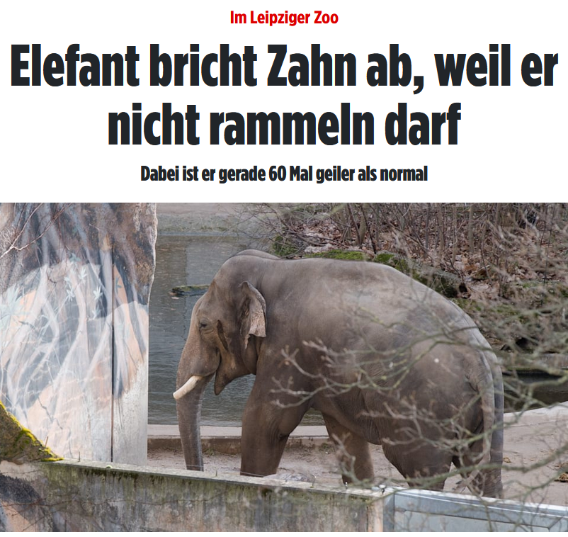 Bild Elefant will rammeln - Copy