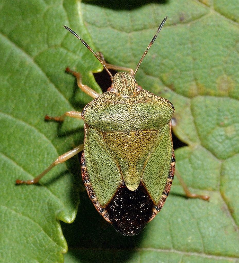 929px-Palomena prasina - top 28aka29