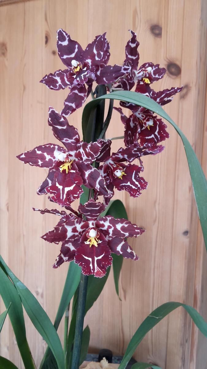 Orchidee 1