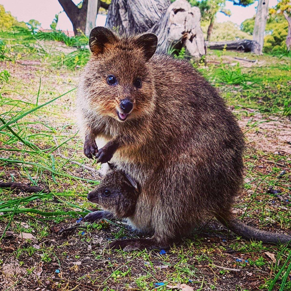 quokka und klein - Copy