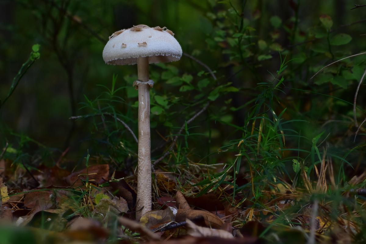 Macrolepiota rickenii 01