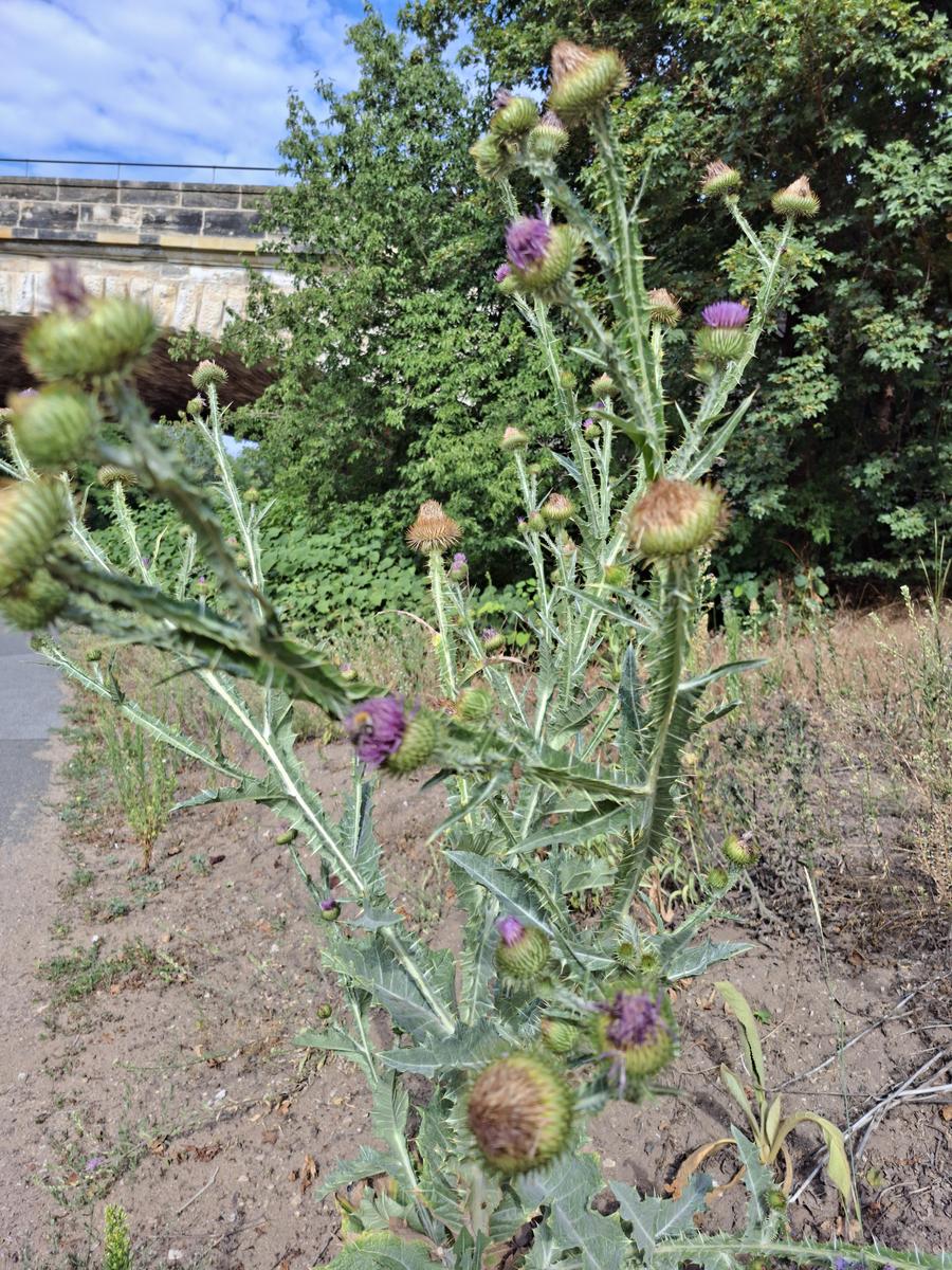 Distel3