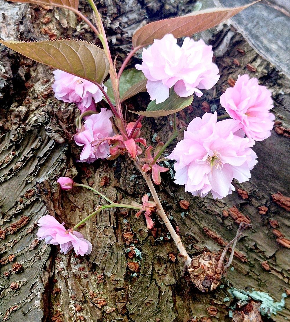 IMG 20260409 102515 337