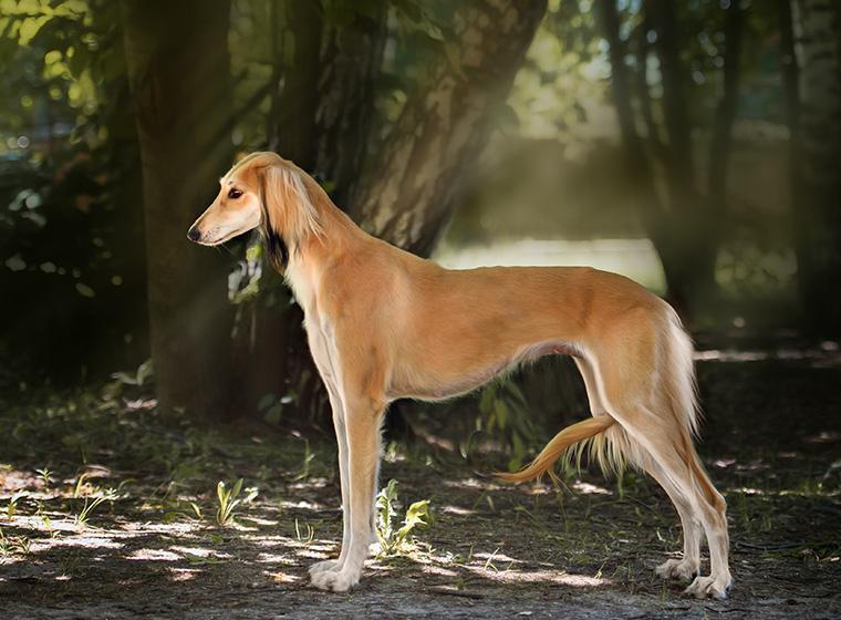 Saluki-760x560