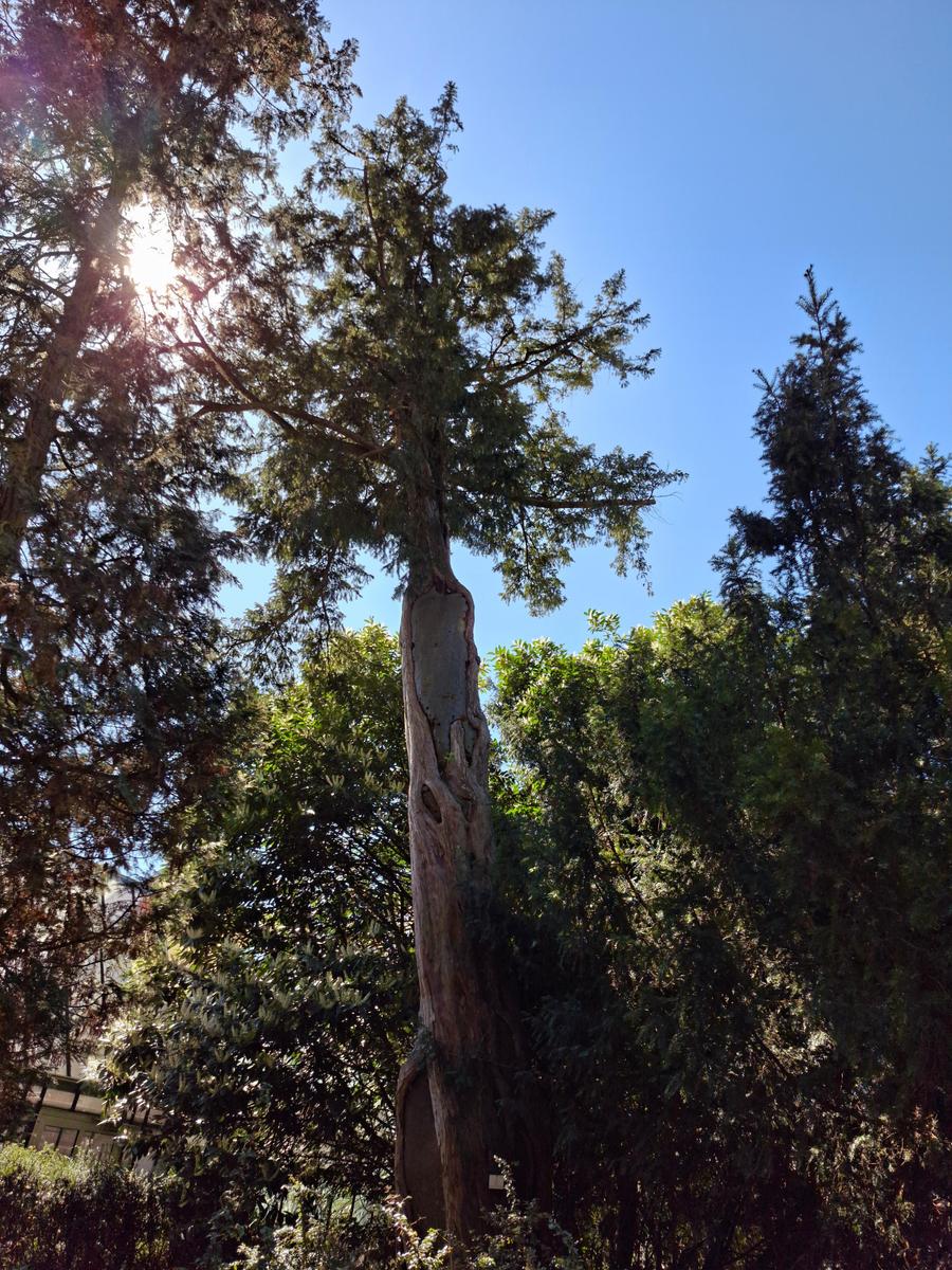 Palmengarten 050