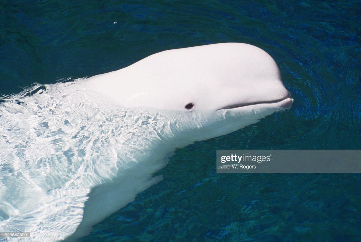 belgua-whale-at-stanley-park-aquarium-pi