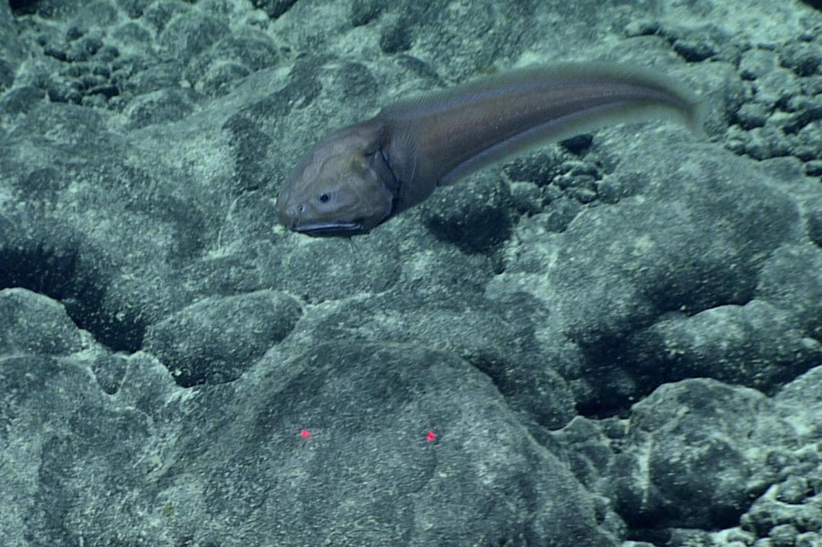 AcanthonusArmatus3NOAA-3109097492