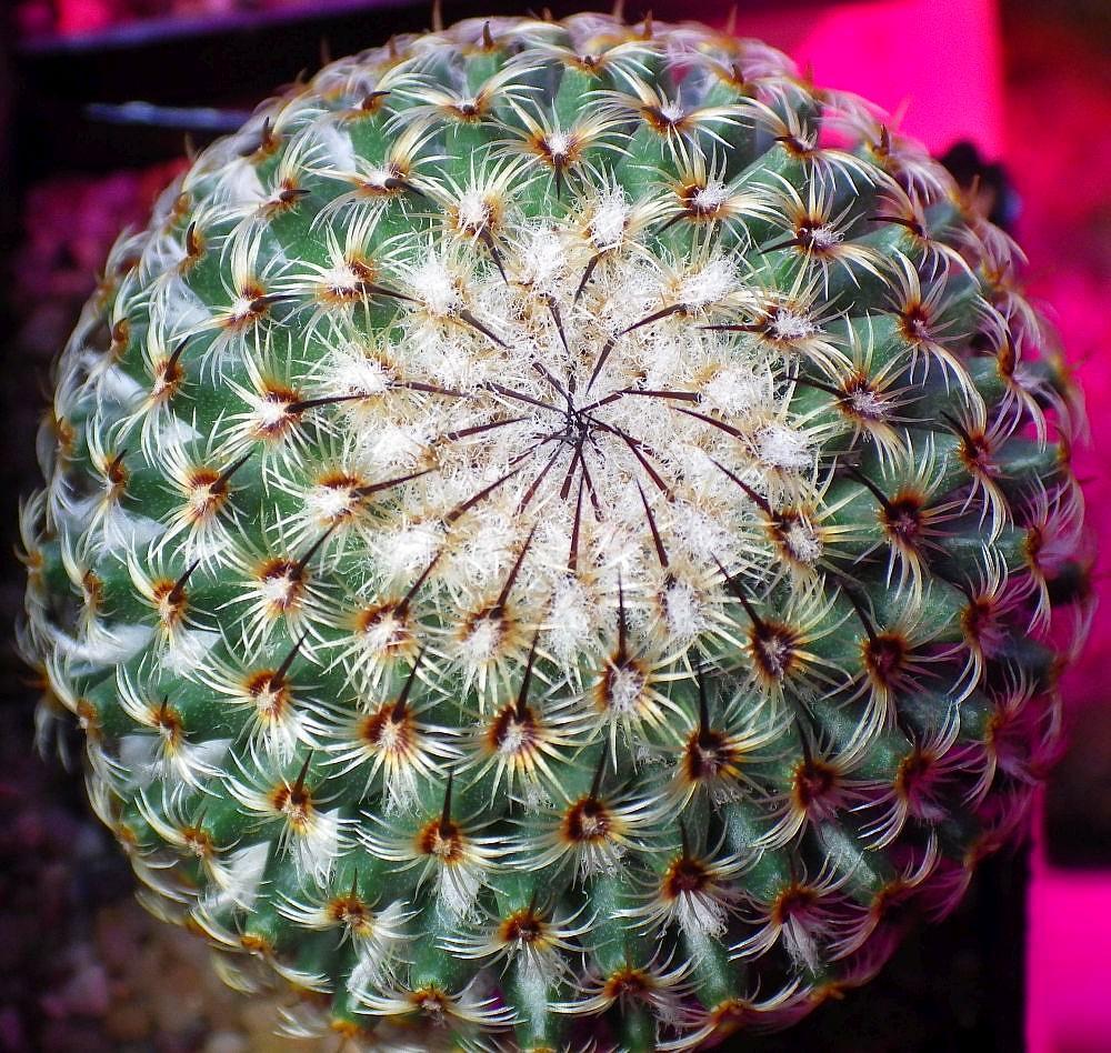 Mammillaria haageana 01