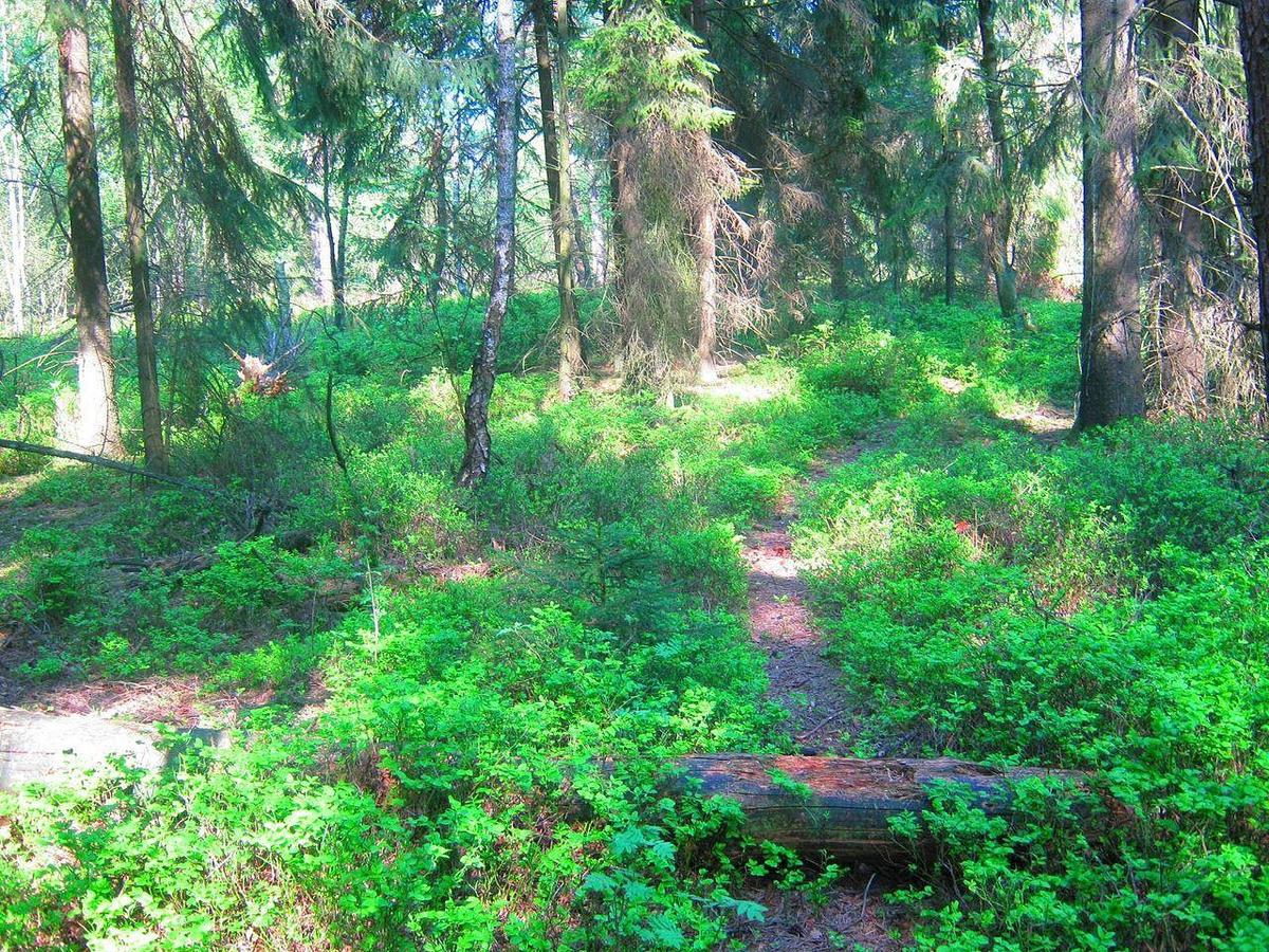 1280px-Wildwechsel im Naturschutzgebiet