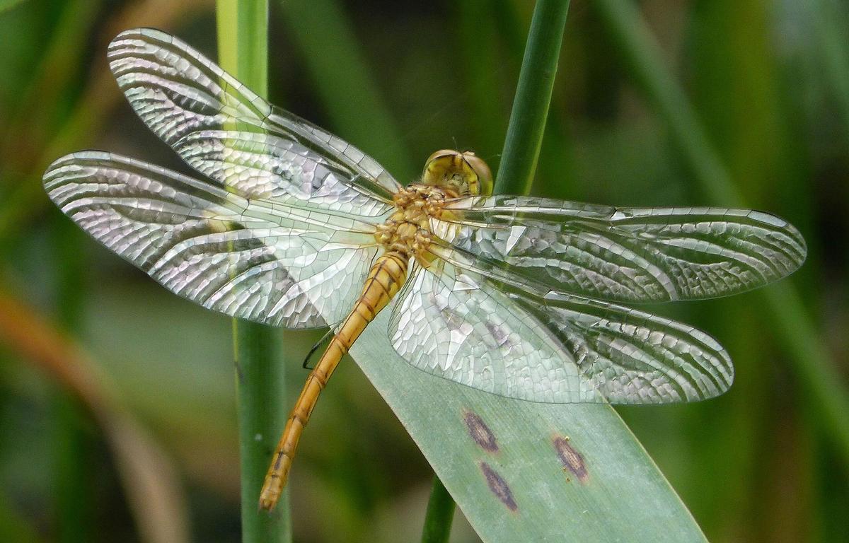 2560px-Southern Darter Sympetrum meridio