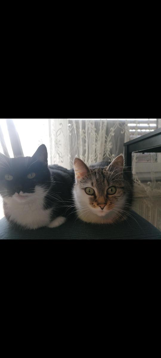 Screenshot 20260413 135215 Gallery