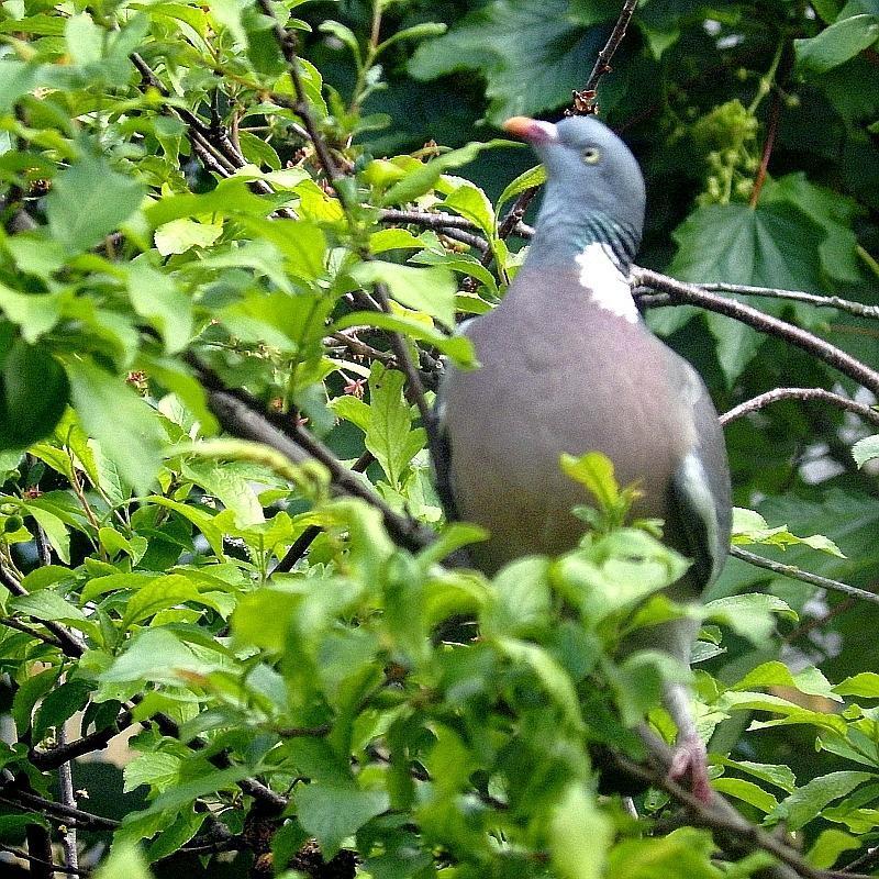 KK 0856Ringel