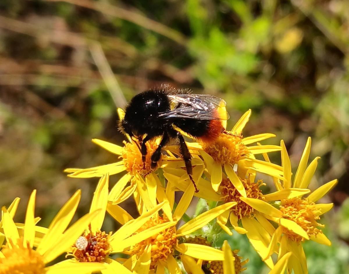Steinhummel