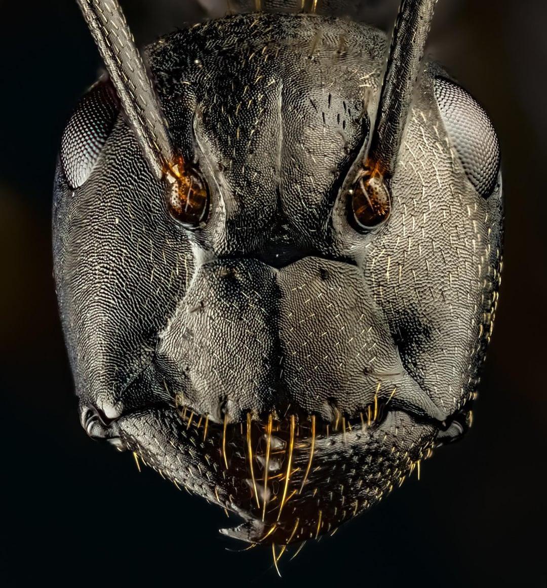 close-up-photography-of-various-ant-spec