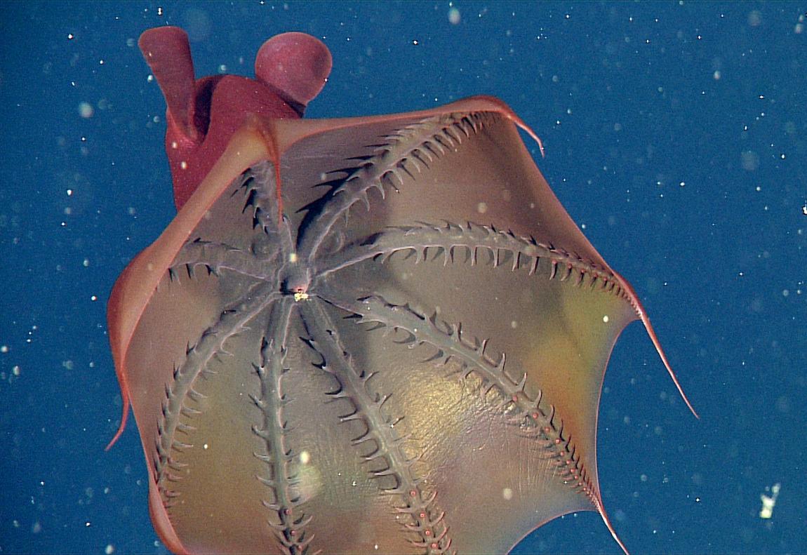 Vampyroteuthis infernalis D0147 01 1150