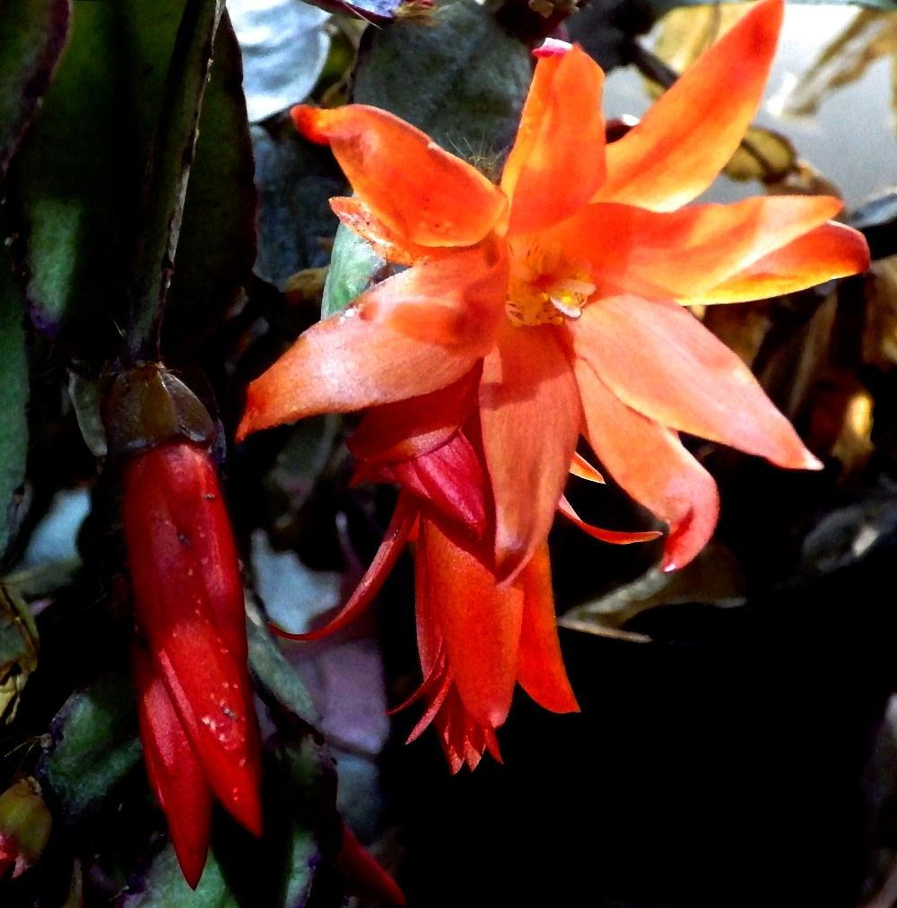 IMGP0197