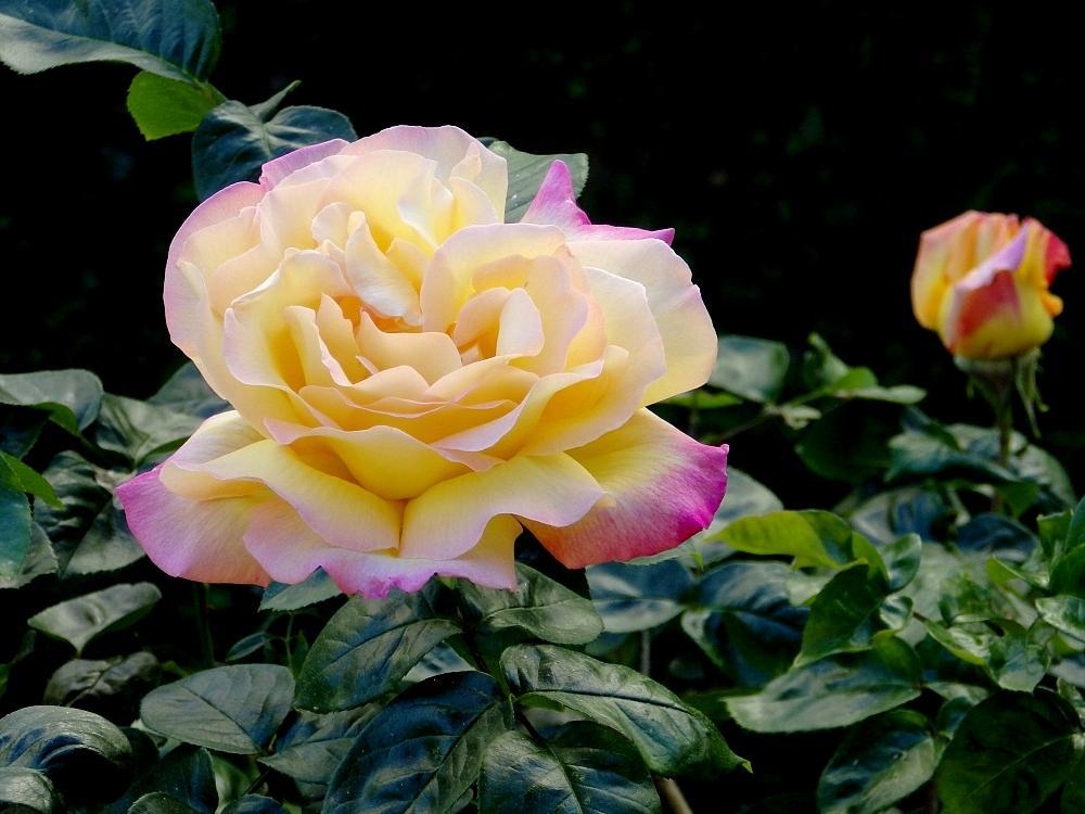 IMGP0210