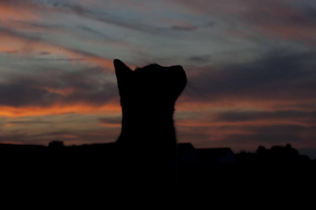 mietze Abendstimmung Heim010 053346