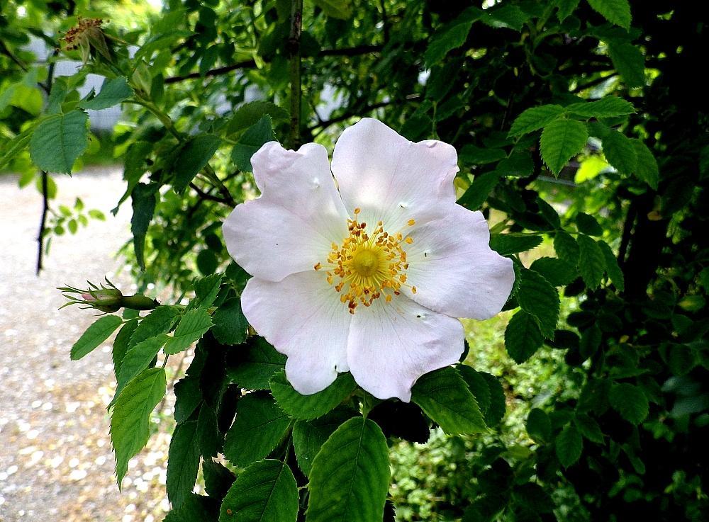 IMGP0238
