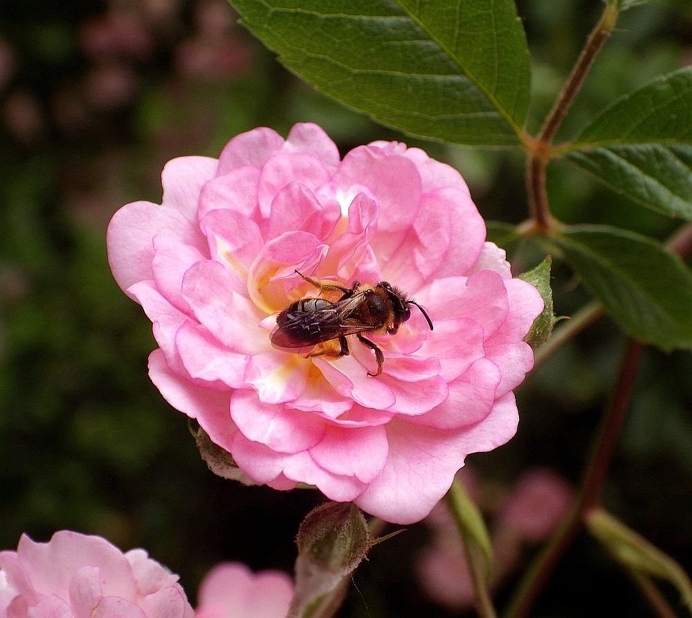 IMGP0951