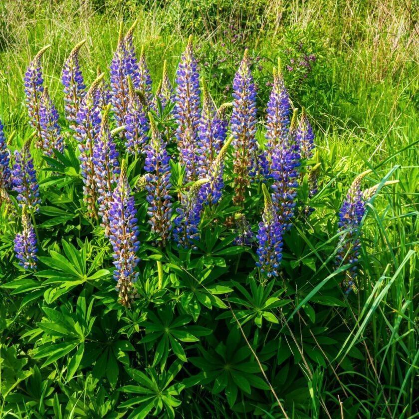 vielblaettrige-lupine-lupinus-polyphyllu