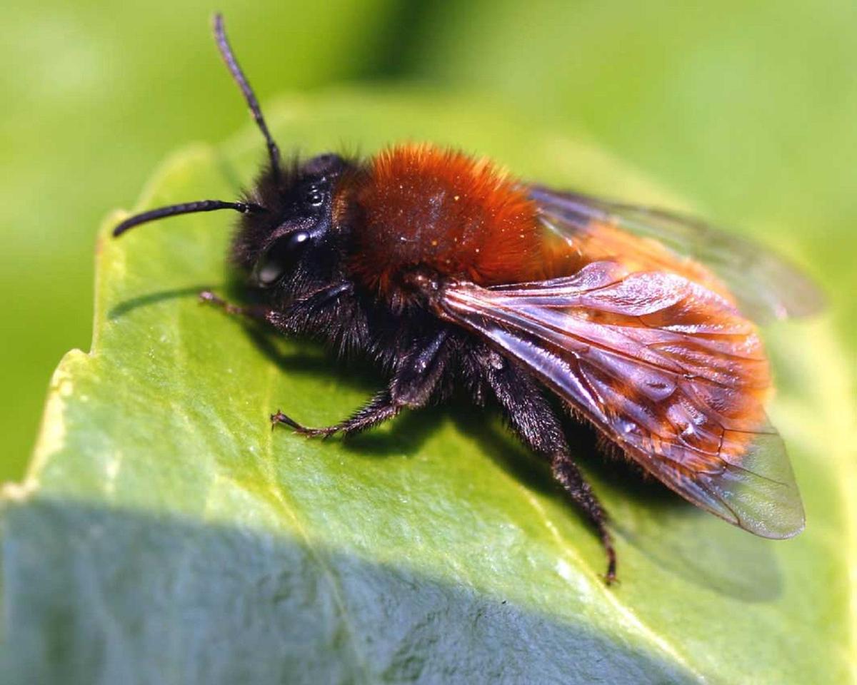 sandbiene wildbiene andrena fulva entoma