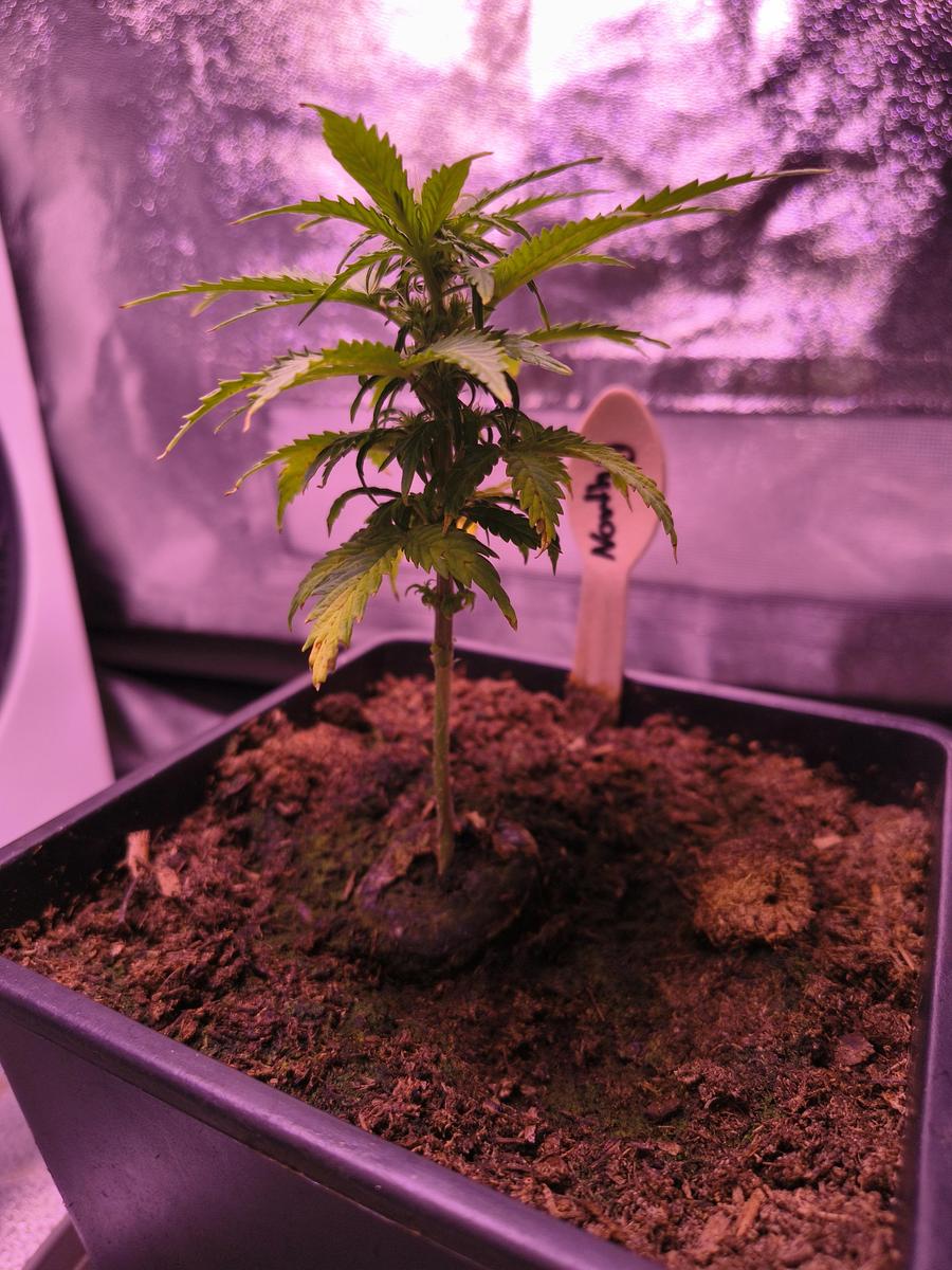 IMG 20260401 123726884