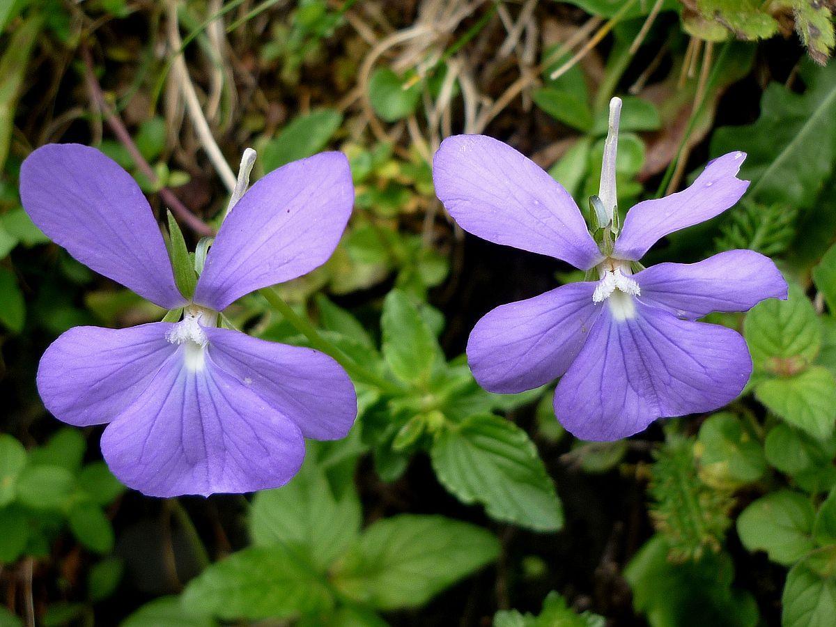 1200px-VIOLA CORNUTA - ARTIGA LIN - IB-0