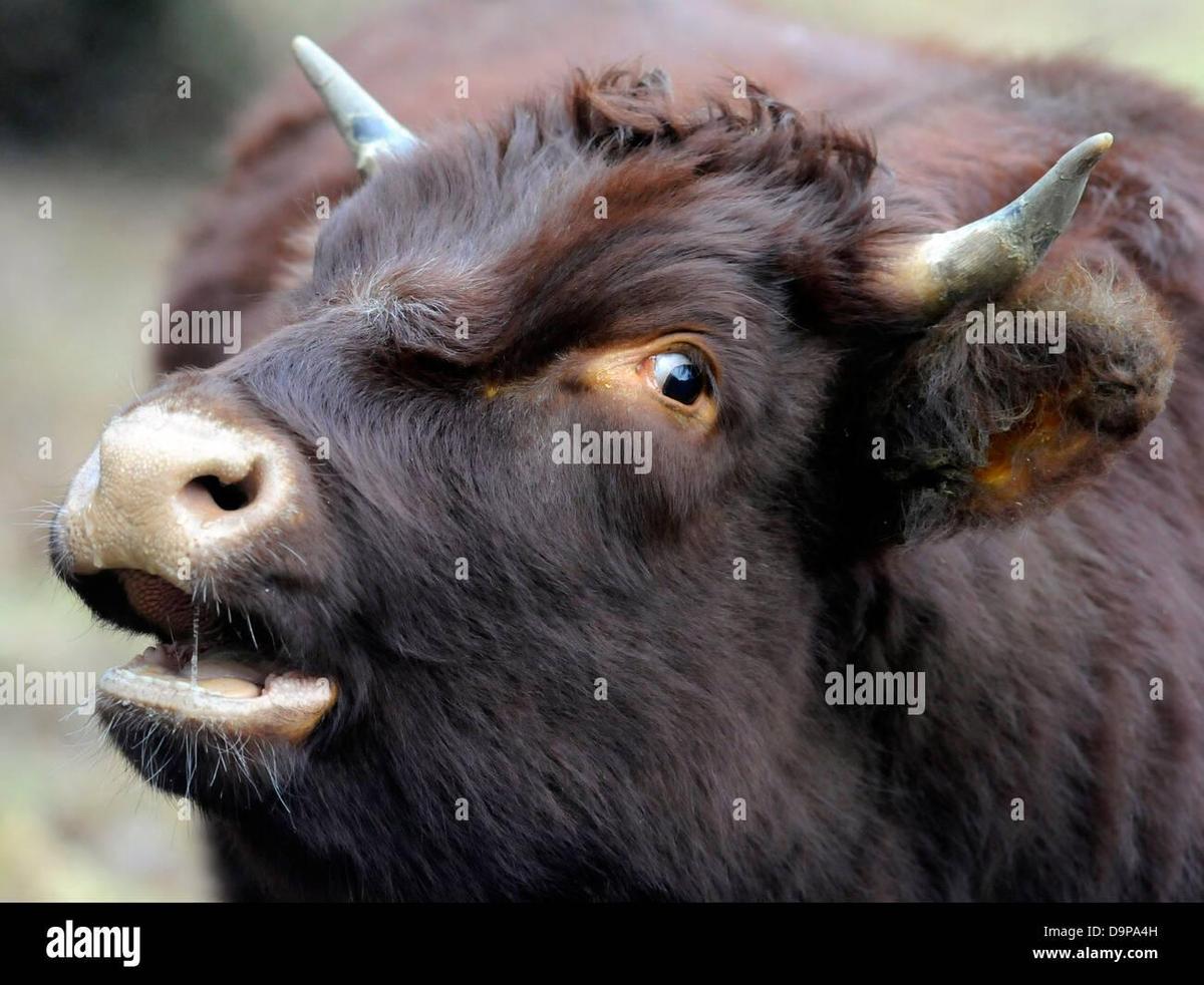 a-young-bull-that-is-alarmed-and-scared-