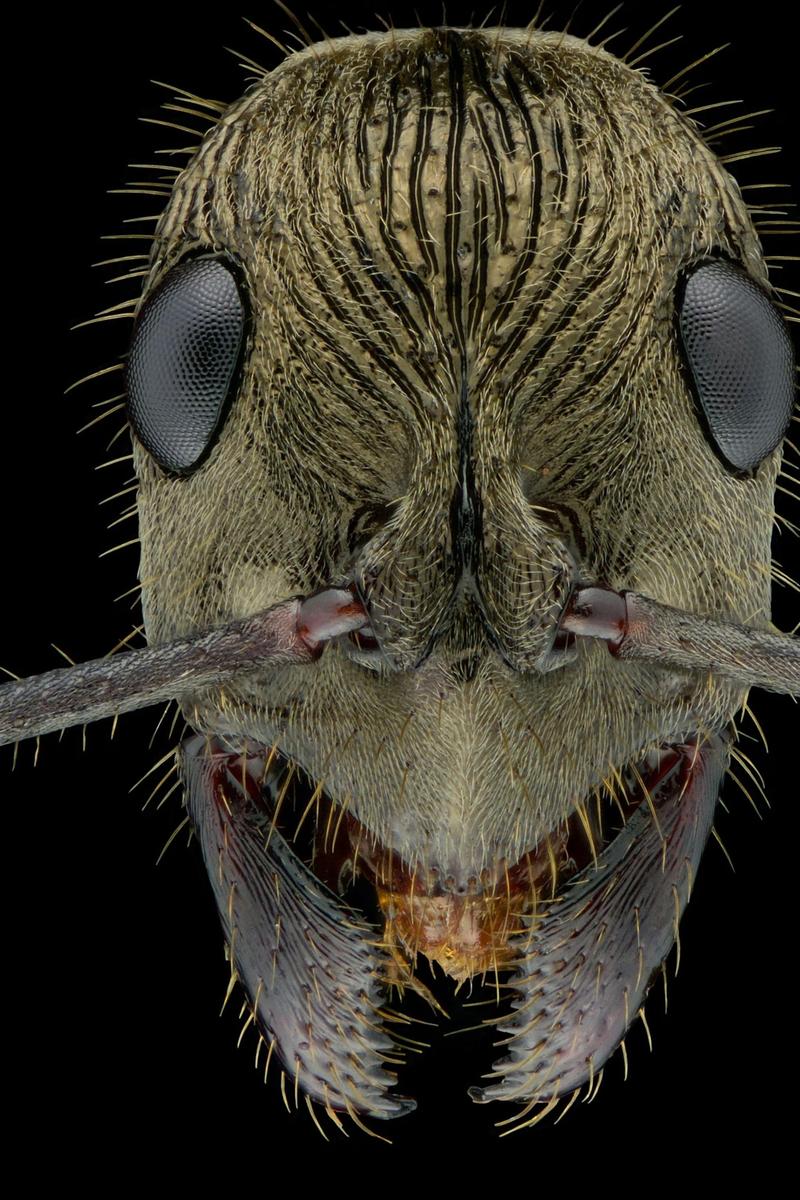 close-up-photography-of-various-ant-spec