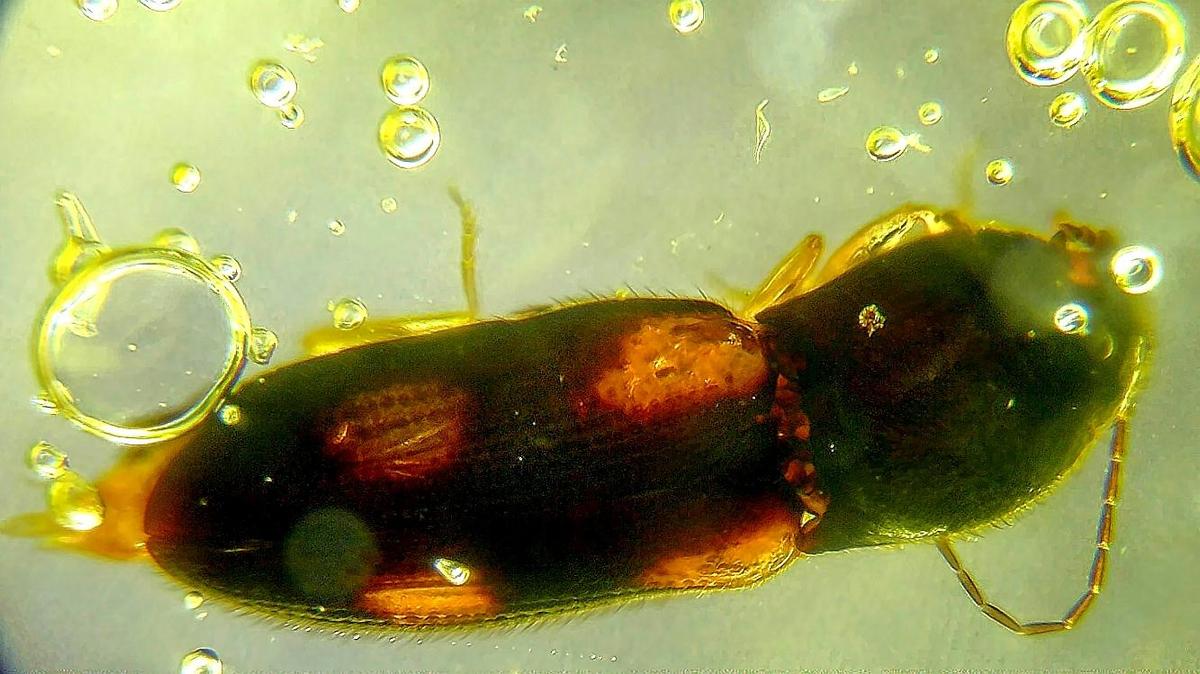 20260329-221810-164 12-718   55-113