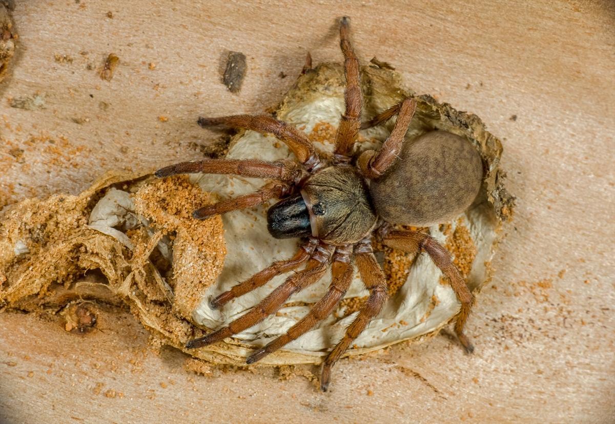 barychelidae barychilinae mandjelia