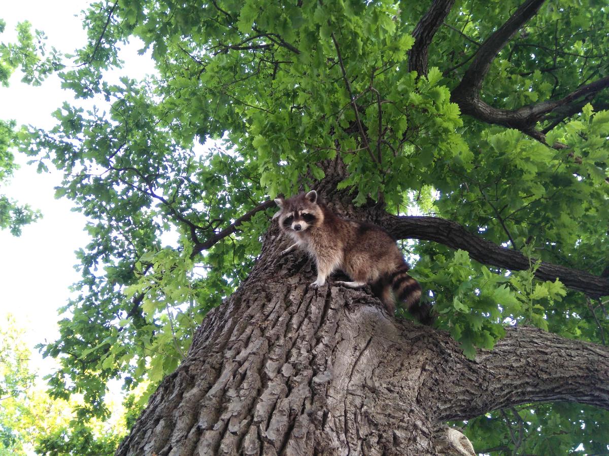 Waschbr IMG 20200529 204531