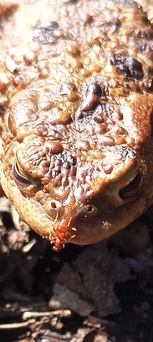 Screenshot 20260405-191019